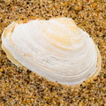  Karp liivas