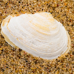  Karp liivas