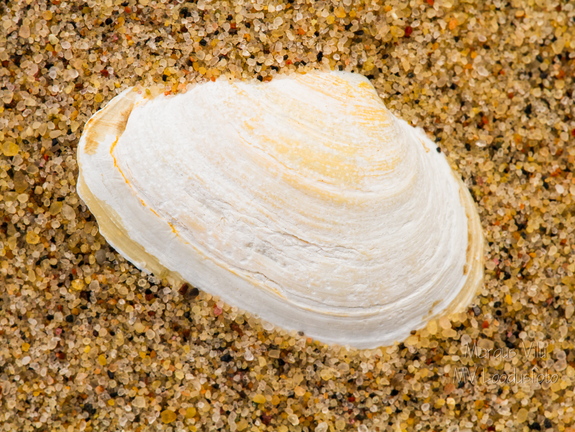  Karp liivas