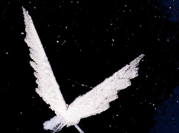 Jäälind