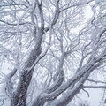 IMG_7579.jpg