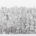 Lumme mattunud metsa panoraam