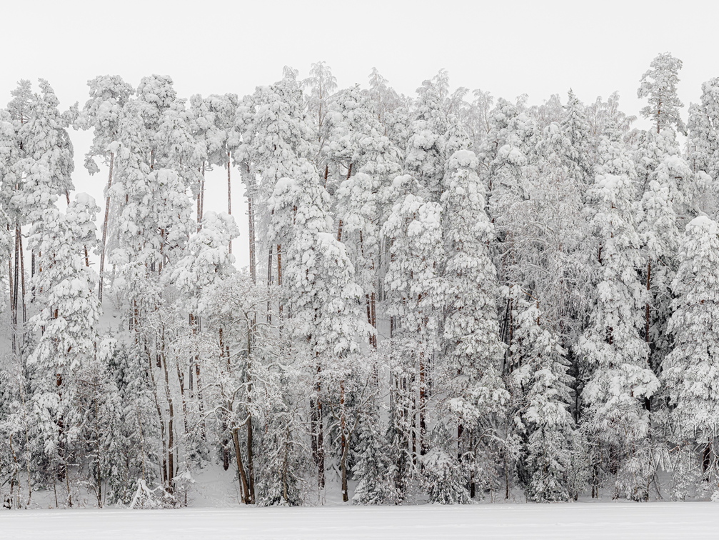 Lumme mattunud mets