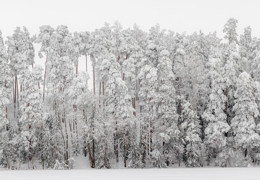 Lumme mattunud mets