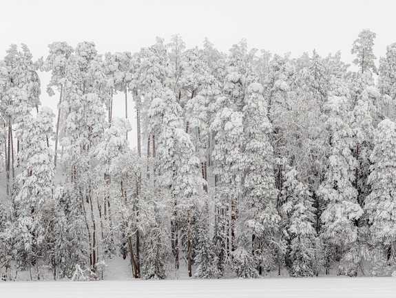 Lumme mattunud mets