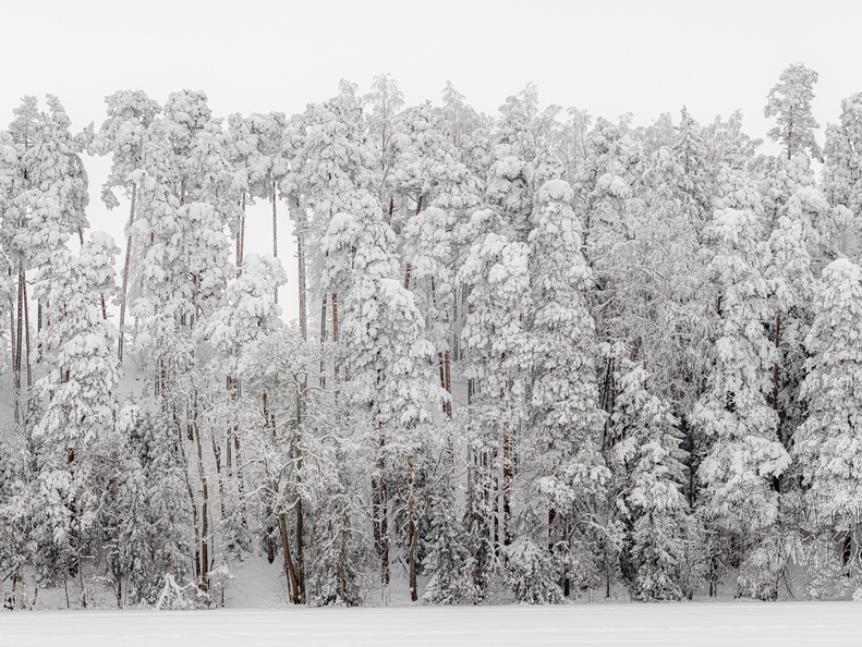Lumme mattunud mets