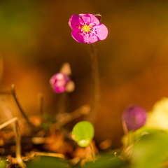 Roosa harilik sinilill (Hepatica nobilis)