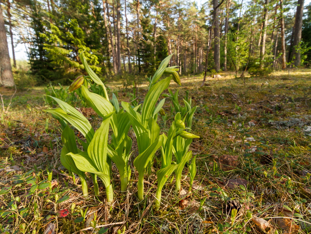 Kaunis kuldking (Cypripedium calceolus)