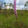 Harilik käoraamat (Gymnadenia conopsea)