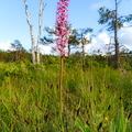 Harilik käoraamat (Gymnadenia conopsea)