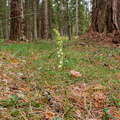 Roomav öövilge (Goodyera repens)