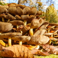 Korralik hunnik seeni